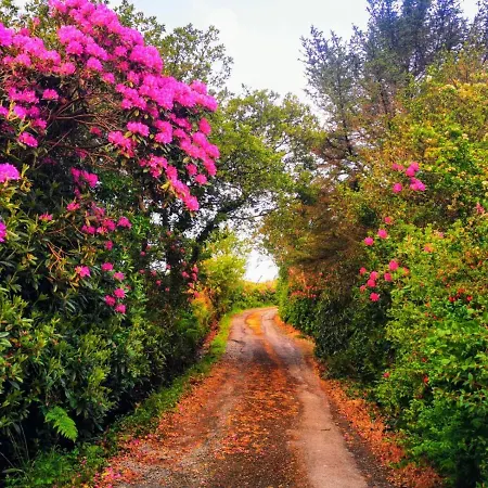 Nyaraló Red Deer Near Connemara National Park In *