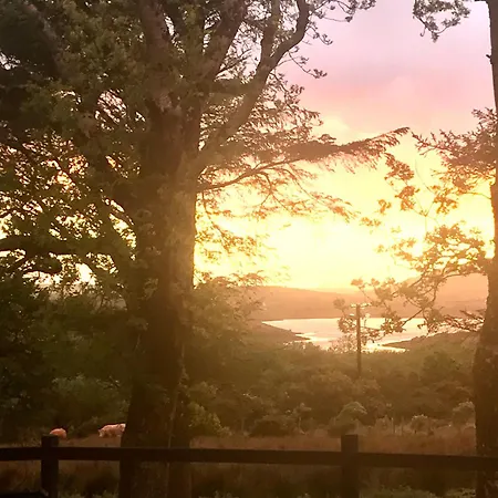 Red Deer Near Connemara National Park In